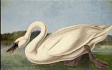 Common American Swan
